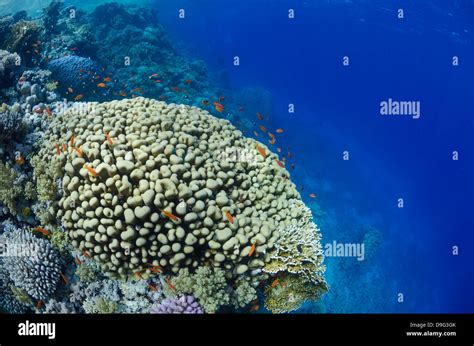 Ras mohammed reef hi-res stock photography and images - Alamy