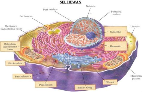 Perbedaan Struktur Dan Fungsi Sel Hewan Dan Tumbuhan - IMAGESEE