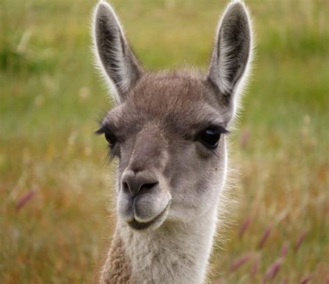 What Do Guanacos Eat?