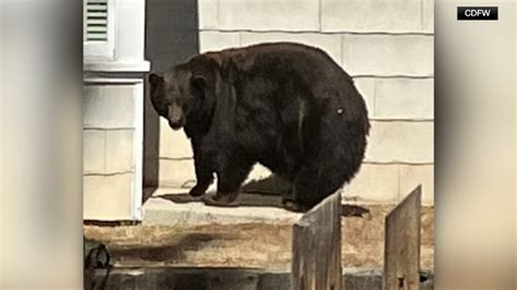 'Hank the Tank' captured: Large black bear linked to at least 20 South ...