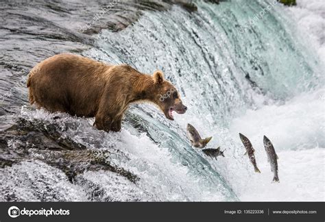 Brown bear catching salmon Stock Photo by ©GUDKOVANDREY 135223336