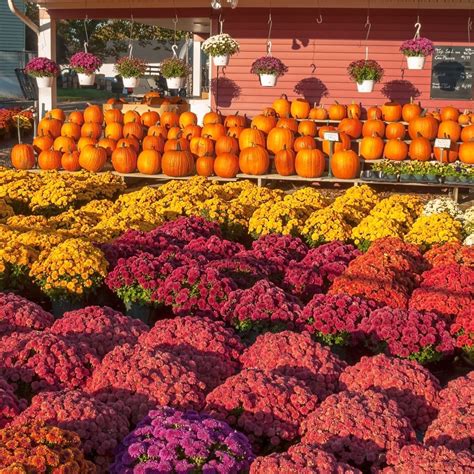 Fall Plantings for Spectacular Seasonal Color: Enhancing Your ...