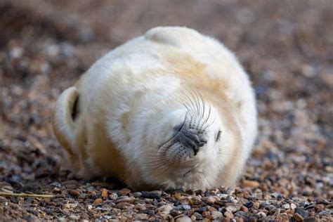 More than 2,000 grey seal pups born in Norfolk as police deter visitors ...