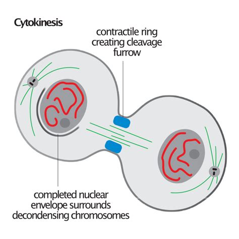 Cell Cycle Regulation: Cyclins and CDKs - PraxiLabs