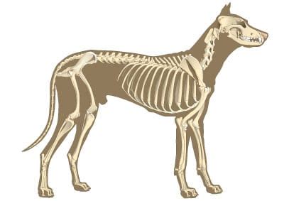 Dog Spinal Vertebrae Anatomy