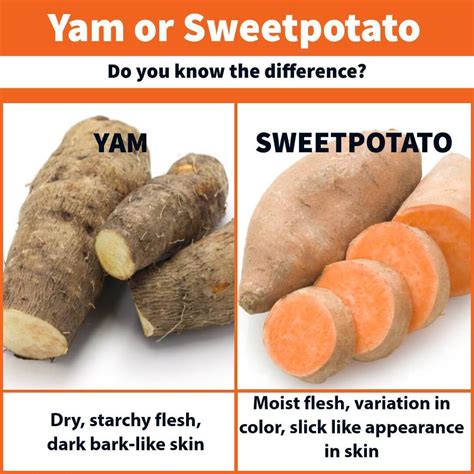 What's the difference between yams and sweet potatoes? | TexAgs