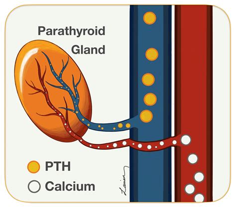 Diagram of parathyroid gland - Hyperparathyroidism Surgery - Dr. Babak ...