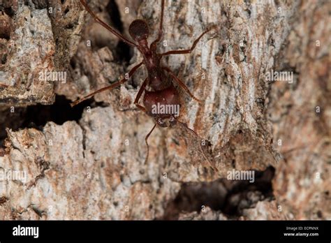 Large ant with mandibles Stock Photo - Alamy