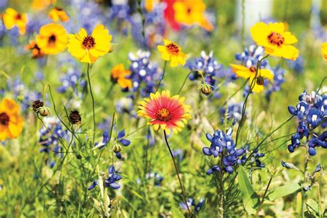 Despite February Storm, Experts Predict a Colorful Texas Wildflower Bloom