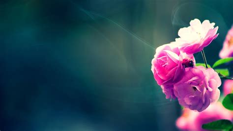 HD Flower Wallpapers Group (84+)