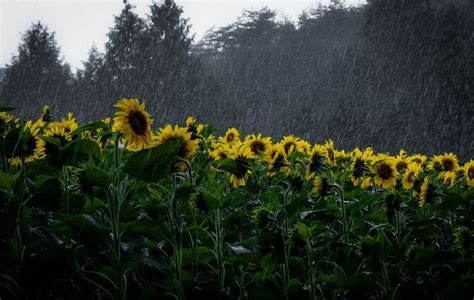 Sunflowers in Heavy Rain Photo by Yoshitaka Aida -- National Geographic ...