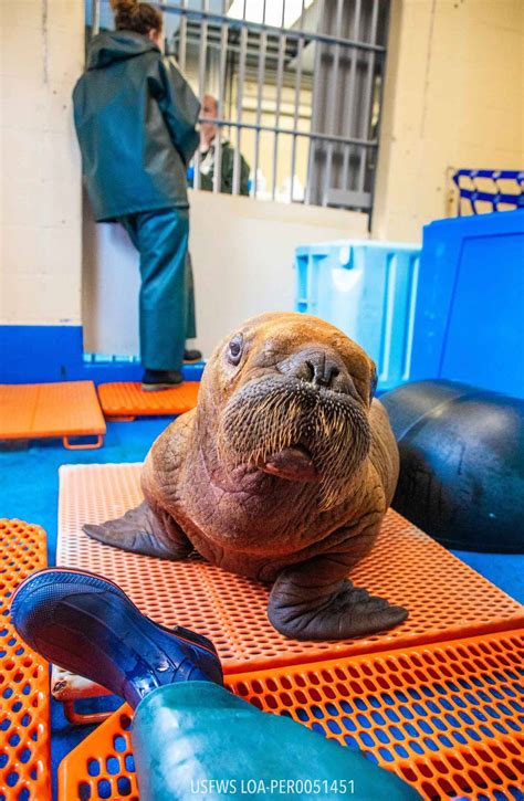 200-pound baby walrus reduced by Alaska oil workers | The Kansas City Star