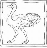 Perfect Ostrich Coloring Page  Download Print Or Color Online For Free sketch template