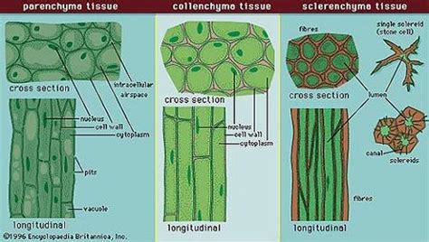 Difference Between Parenchyma, Collenchyma, and Sclerenchyma in 2023 ...