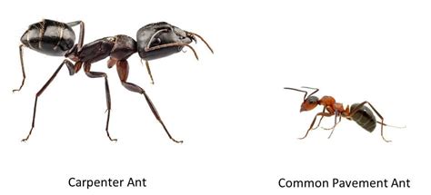 Carpenter Ants vs Termites | ABC Termite & Pest Control Omaha & Lincoln