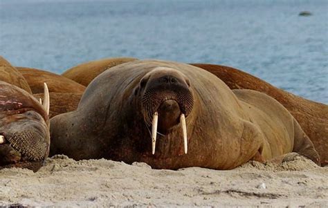 10 walrus facts for kids! - National Geographic Kids