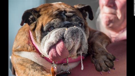 World's Ugliest Dog title goes to English bulldog Zsa Zsa