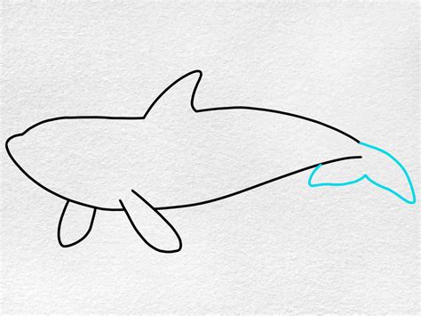 Killer Whale Drawing - HelloArtsy