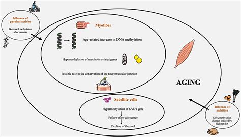 Frontiers | Age-Related DNA Methylation Changes: Potential Impact on Skeletal Muscle Aging in Humans