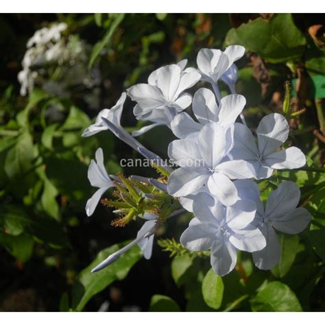 Buy Plumbago auriculata with Canarius