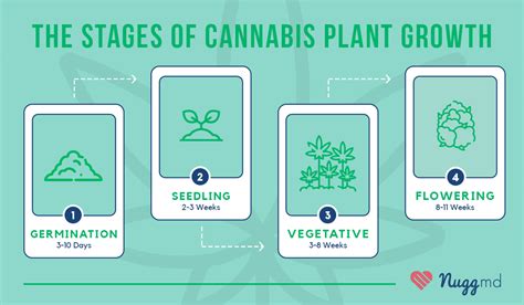 The 4 Stages of Growing Weed (from Germination to Harvest) | NuggMD