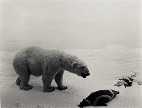 HIROSHI SUGIMOTO | 'POLAR BEAR' (FROM THE SERIES DIORAMAS), 1976 | Photographs | Photographs ...