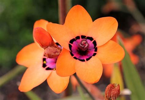 South African Flowers at Home in Northern California - FineGardening Unusual Flowers, Unusual ...