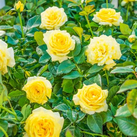 Spring Hill Nurseries 4 in. Pot, Yellow Freedom Shrub Rose, Live ...