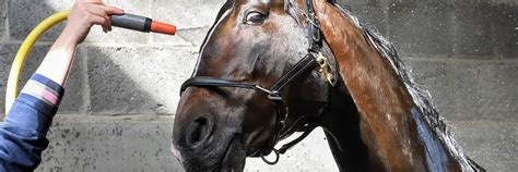 Blog - All You Need To Know About Bathing Your Horse | Horses, Bathing, Hot and humid