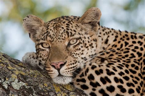 African Leopard Facts, Distribution, Habitat, Diet, Pictures