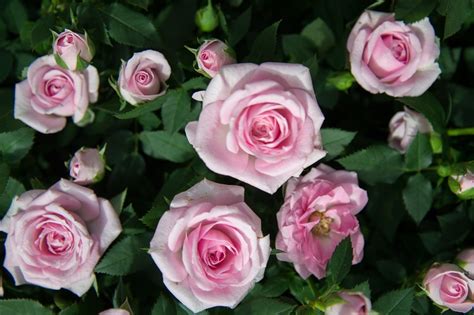 Rosas Cuidados y mantenimiento - como cuidar las rosas - Wikifarmer