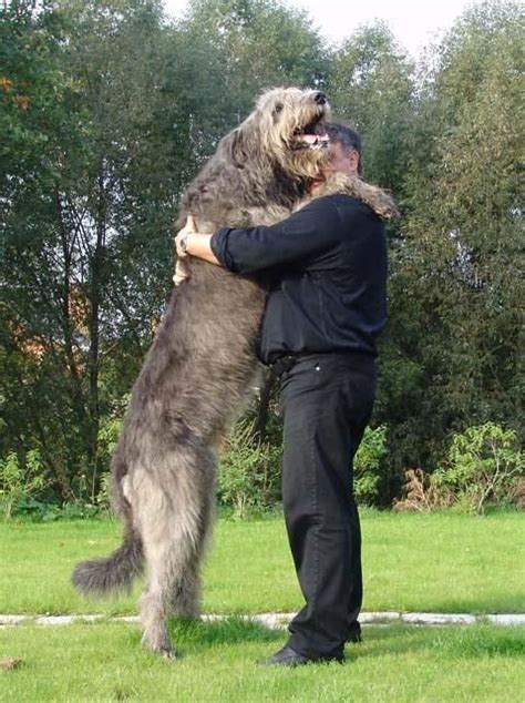 Irish Wolfhound | Patrick was a saint, I ain`t ¡ | Pinterest