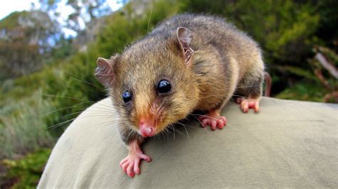 Mountain Pygmy Possum Facts: Profile, Traits, Habitat, Diet - Mammal Age