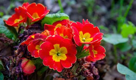 15 Early Blooming Spring Flowers to Plant in 2023 - PureWow