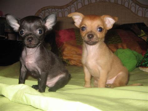 Puppies Pictures for Pet: Chihuahua Puppy Pictures