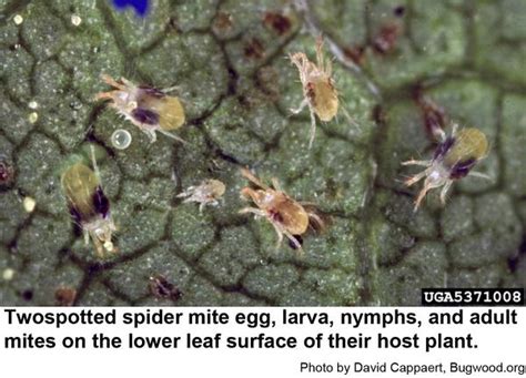 Twospotted Spider Mites on Landscape Plants | NC State Extension Publications