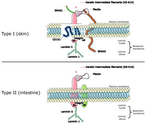 Cancers | Free Full-Text | Role of Hemidesmosomes in Oral ...