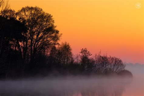 Foggy Sunrise 'Tree' | Foggy, Sunrise, Tree