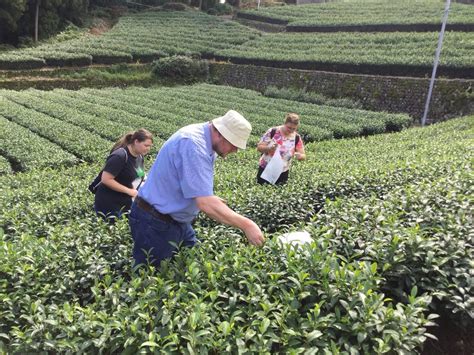 Authentic Japanese tea tasting at a tea plantation with a view of ...