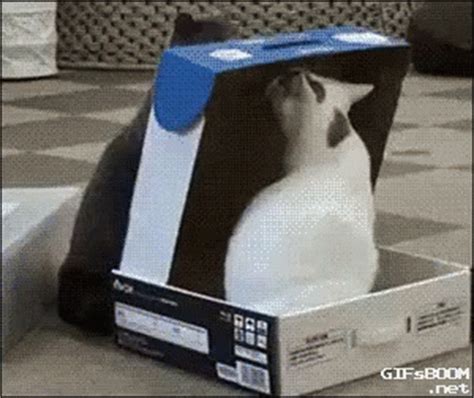 Cat In A Box GIF - Trapped Cats Closed - Discover & Share GIFs