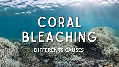 Causes of Coral Bleaching