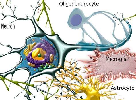 Neuroscience Fundamentals: Brain Cell Types