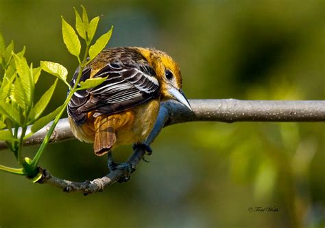 fred walsh photos: Baltimore Oriole - Male & Female