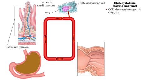 Secretin (inhibiting gastric acid secretion), Cholecystokinin (fat ...