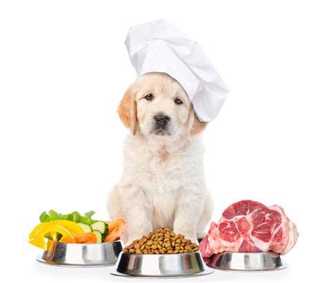 Home cooked, kibble, wet or raw - what's the best food for my dog ...