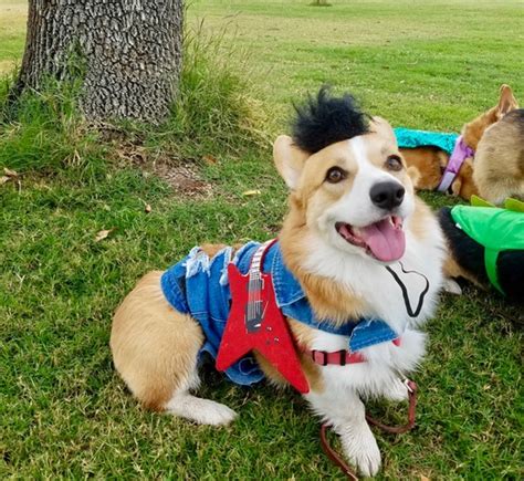 Who's Up for Another Day of Corgis In Cute Costumes? - The Daily Corgi