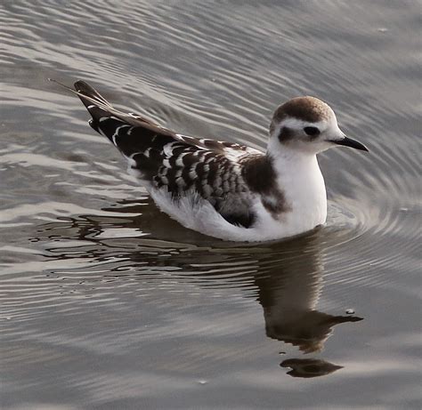 Kerry Birding: Little Gull, Fahamore