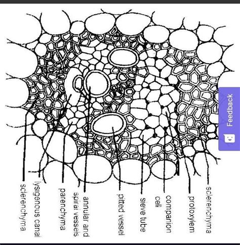 Vascular Bundle Labeled