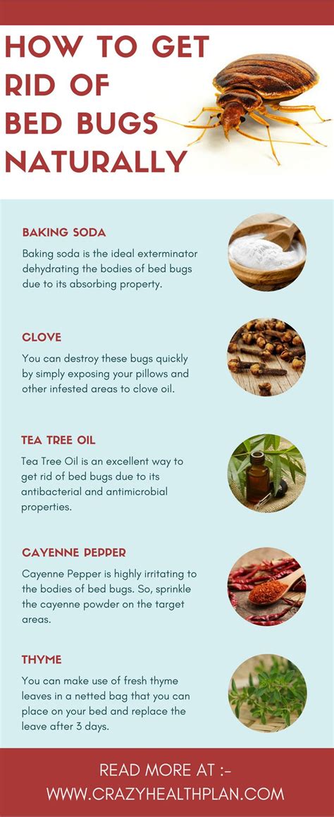 Pin by Sylvia J Christian on Natural Cures | Rid of bed bugs, Bed bugs ...