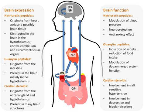 Origin, brain distribution, and function of natriuretic hormones ...